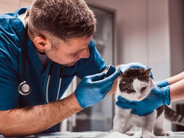 GENEL MUAYENE KORUYUCU HEKİMLİK