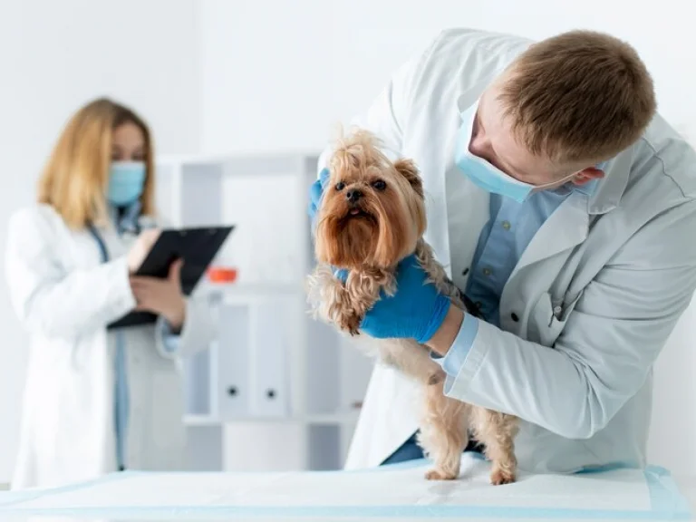 GENEL MUAYENE KORUYUCU HEKİMLİK