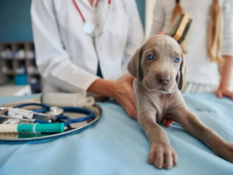 Köpekler İçin Aşı Takvimi
