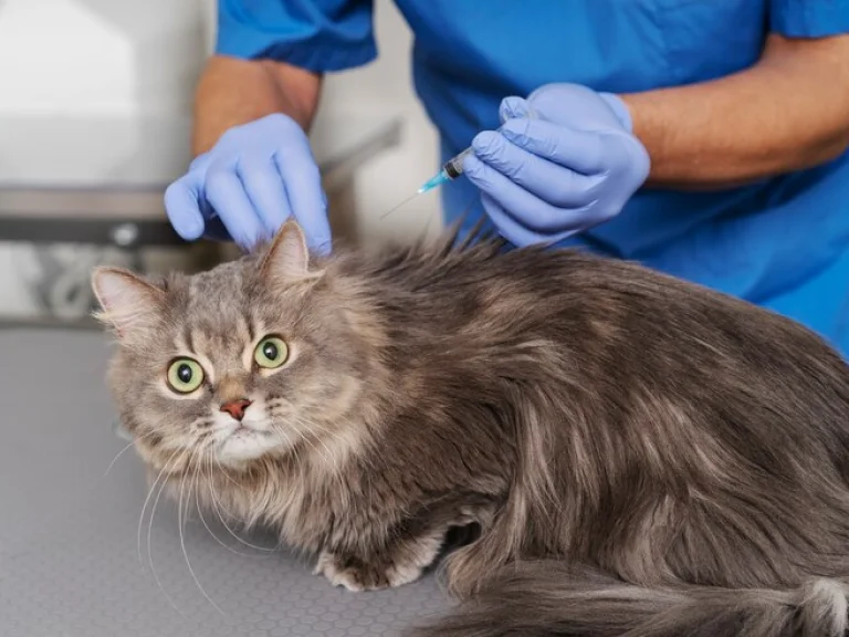 MİKROÇİP UYGULAMASI