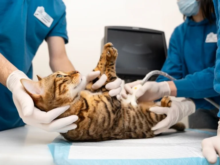 Tıpvet Eryaman Veteriner Tıp Merkezi